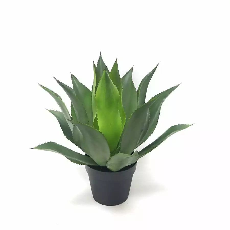 Iso Tekokasvi Purkissa