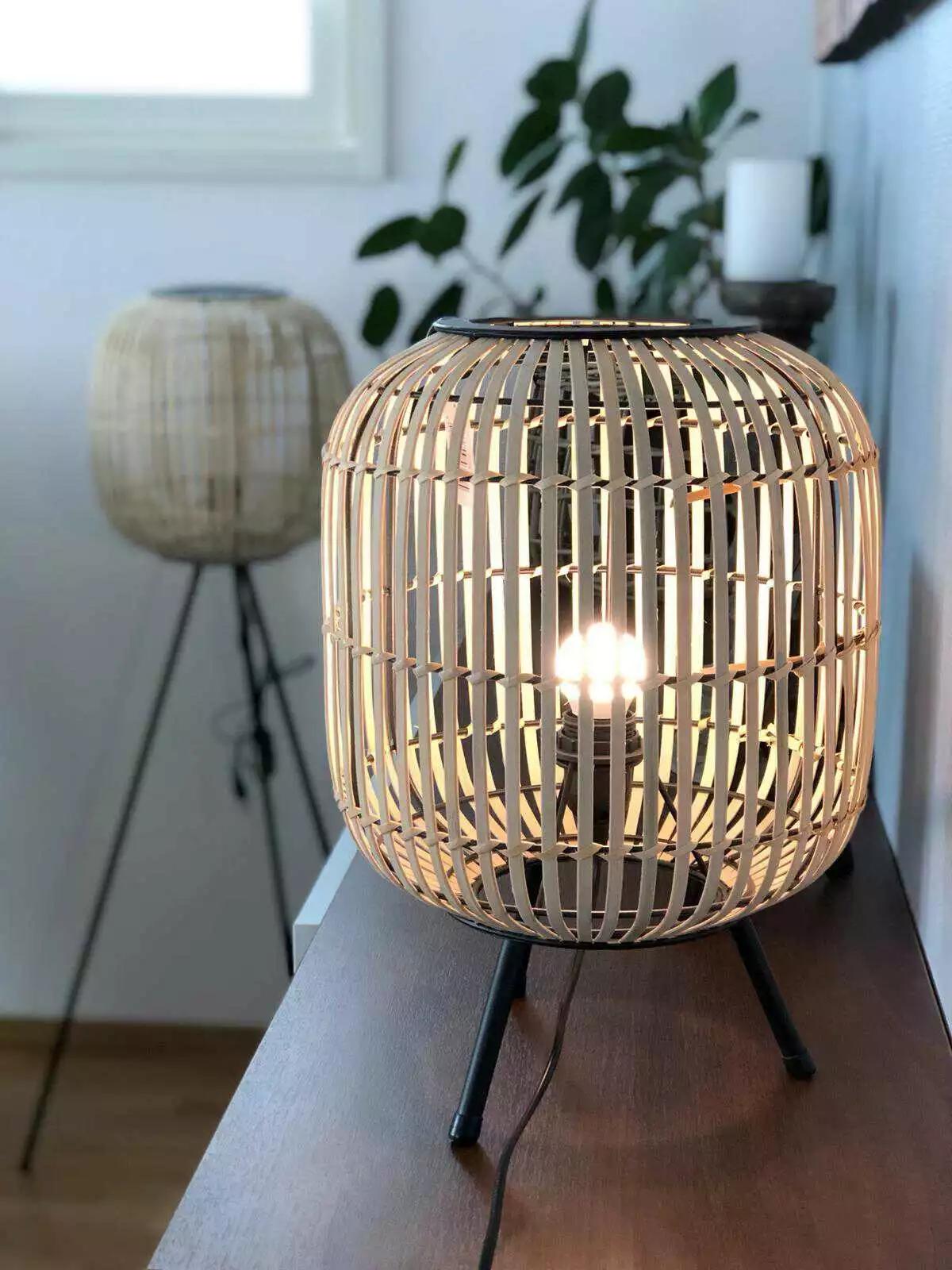 Sunset Rottinkivalaisin, BY-BOO - Image 4