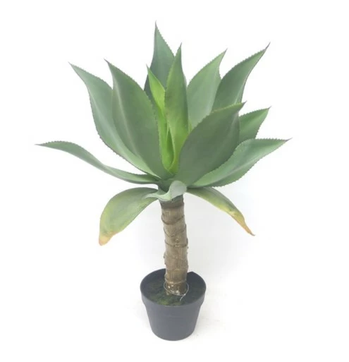 Tekokasvi Agave Korkealla Rungolla